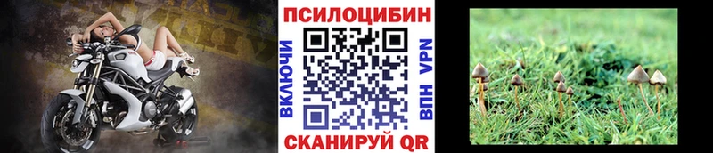 блэк спрут онион  Староминская  Псилоцибиновые грибы Psilocybe  наркошоп 